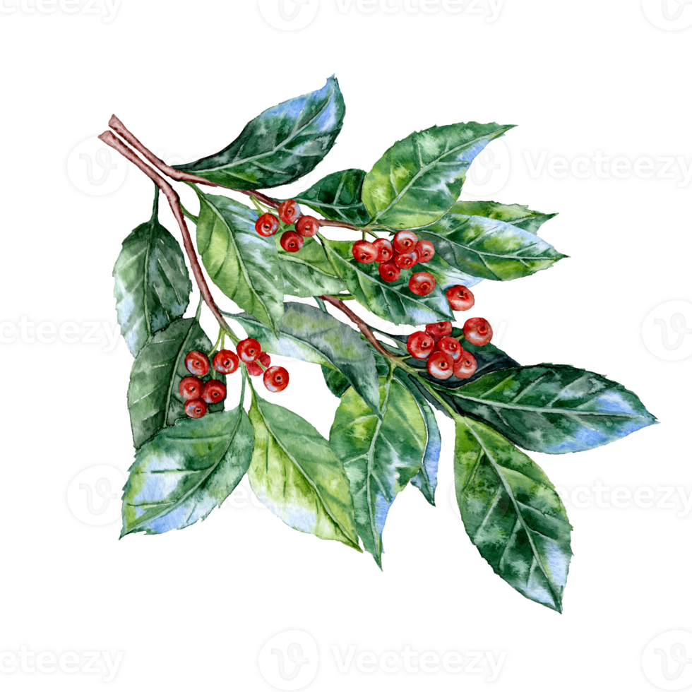 Hand drawn Holly branch with painterly leaves and red berries in watercolor technique png