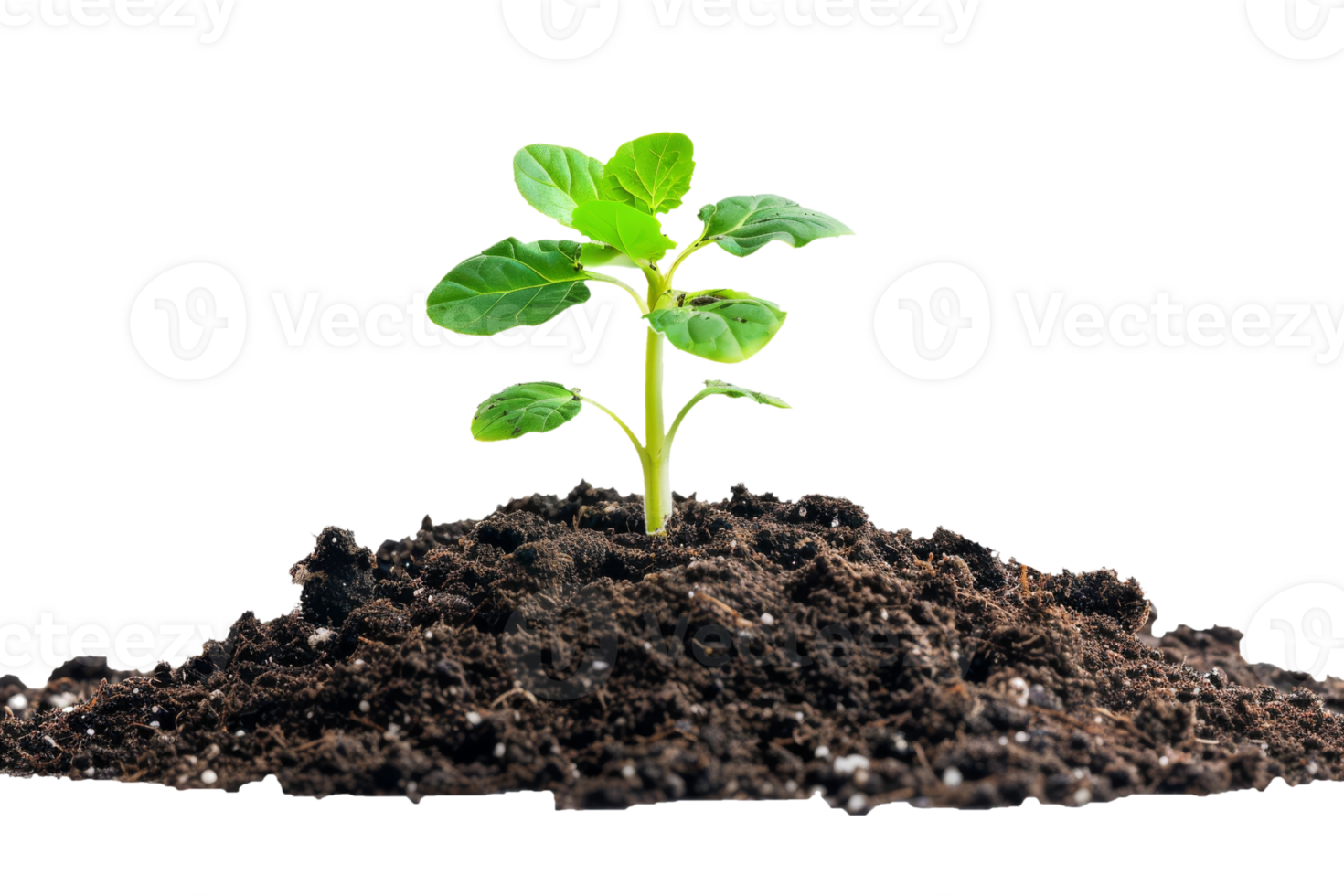A small plant growing in the dirt png