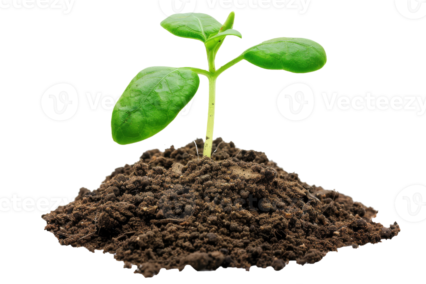 A small plant sprouting from the ground png