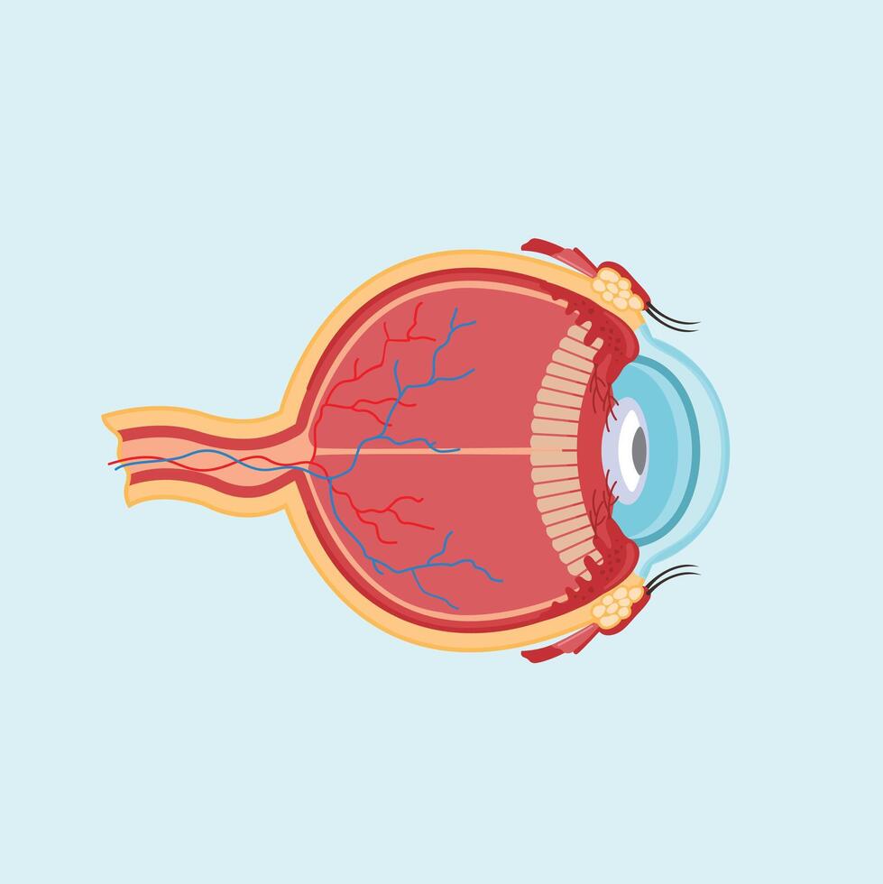 eyeball icon cutout in flat style. Illustration of the organ of vision vector