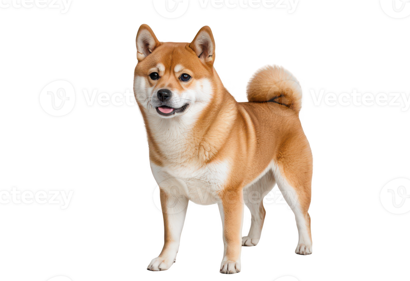 Smiling Shiba Inu Dog isolated on transparent background png