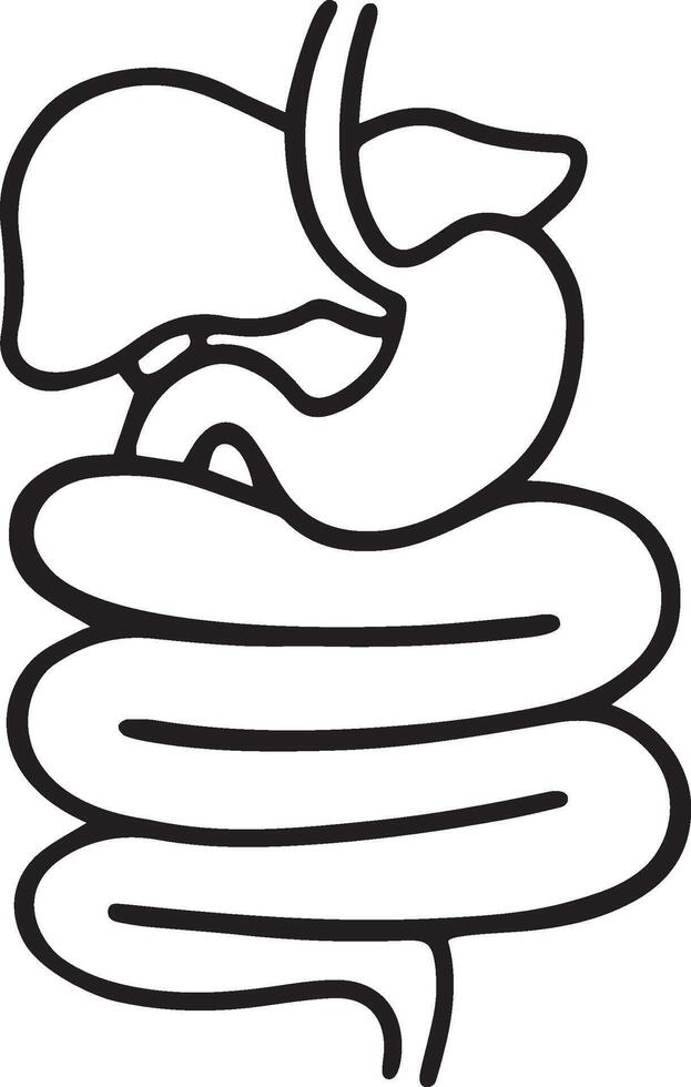 An illustration of a human stomach vector