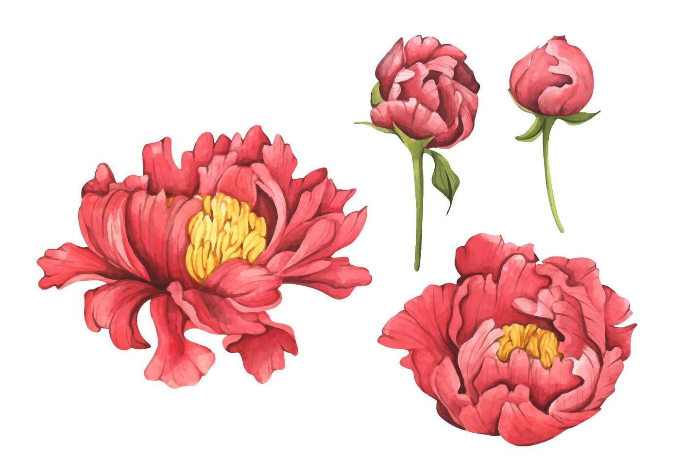 Set of peonies botanical watercolor illustration. Chinese paintings for greeting card, invitation card for wedding, birthday and other holiday and summer background. vector