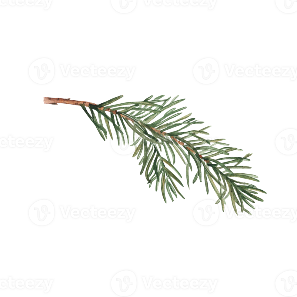 Fir Branch. Watercolor Hand painted illustration of Winter forest plant with green needles. Pine or Spruce Twig For Christmas and New Year design, prints or decorations. png