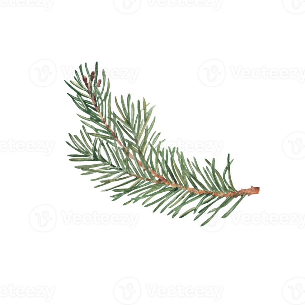 Pine, Fir or Spruce Branch. Watercolor Hand painted illustration of Winter forest plant with green needles. For Christmas and New Year design, prints or decorations. png