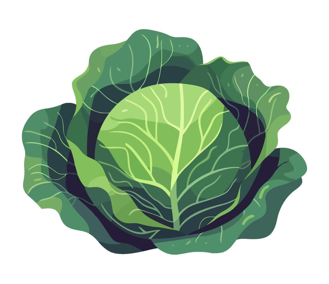 Fresh organic cabbage, a symbol of healthy eating vector