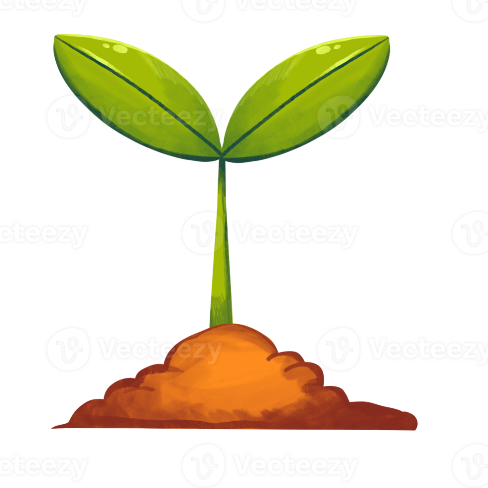Seedling Plant growing concept png