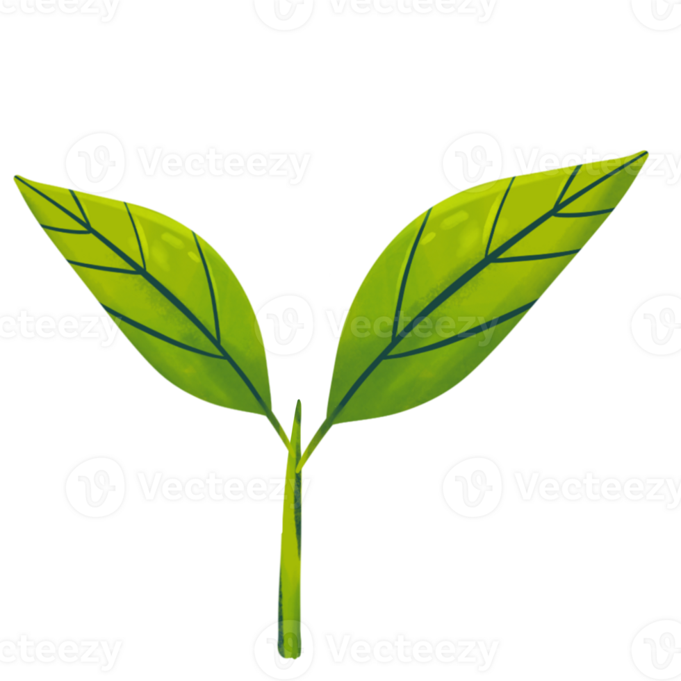 Young Leaf Tip png