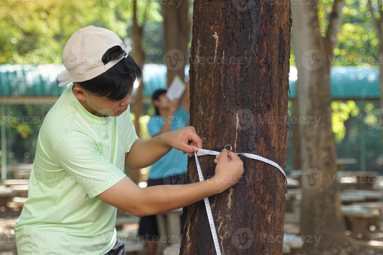 Asian child uses a tape measure to measure the circumference of a tree trunk. To study the carbon storage of trees photo