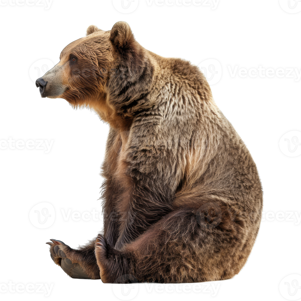 A brown bear sitting on the ground png