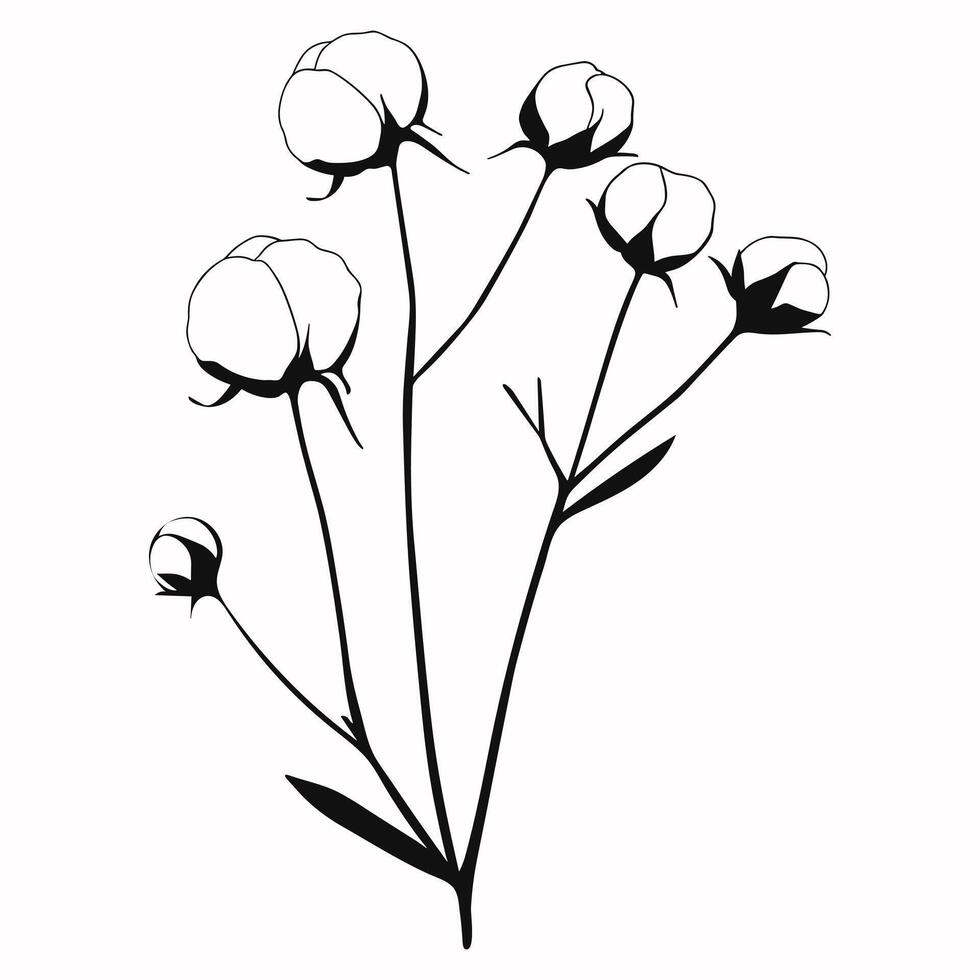 Cotton branches plants with leaves isolated on background. Black and white illustration vector
