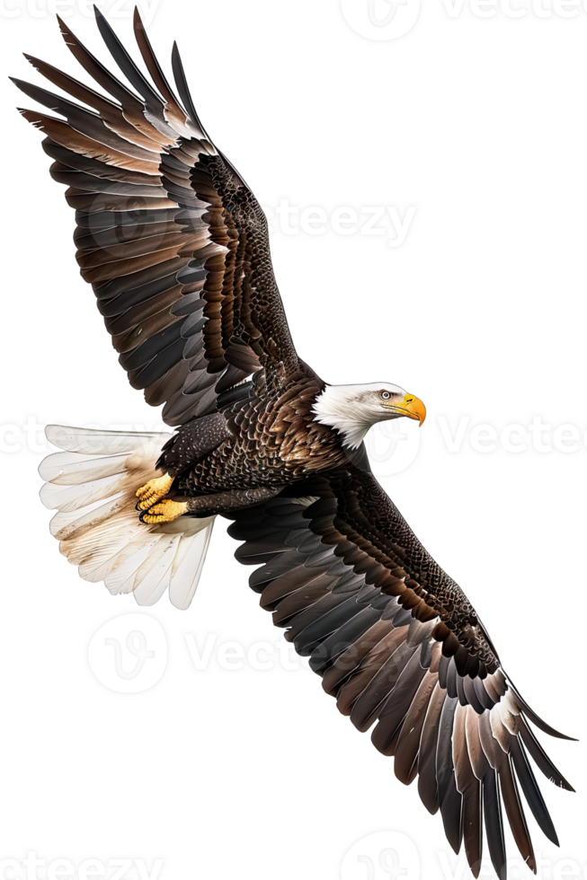 Bald eagle flying in the air png