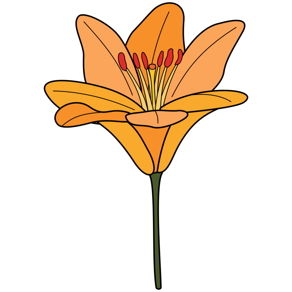 Lilium hand-drawing style with transparent background in a wild flower concept, illustration png