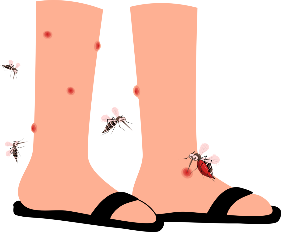 Mosquito biting legs illustration png
