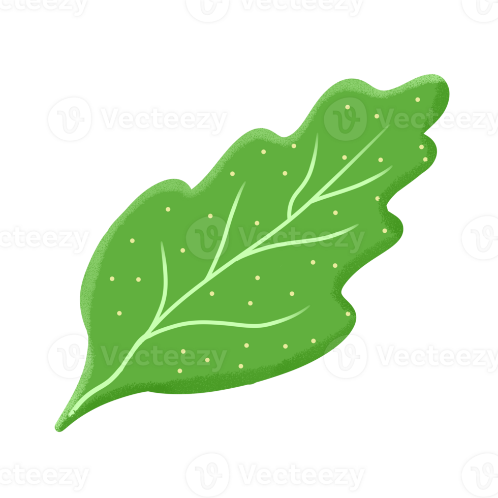 Green leaf illustration png
