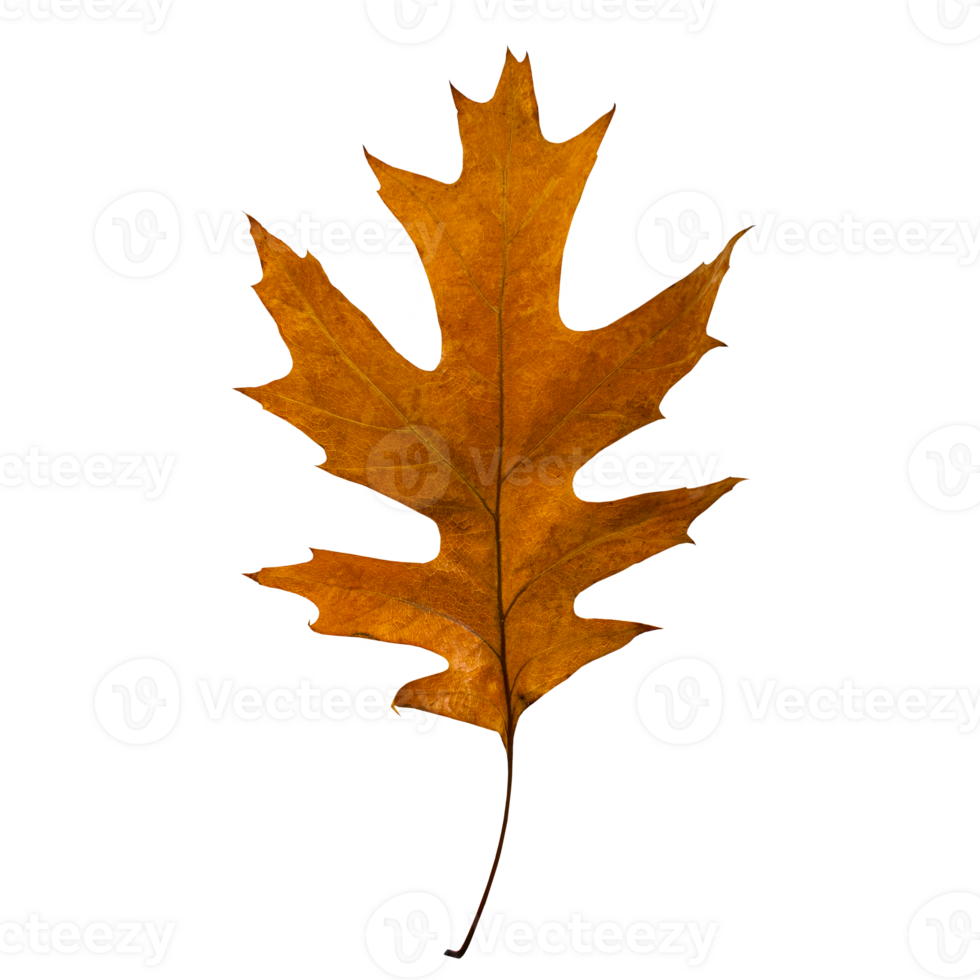 Autumn leaf. Dry maple leaf isolated on white background. png