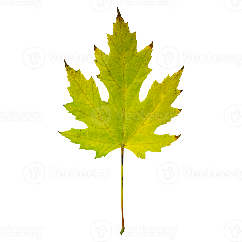 Maple Leaf. Yellow-green tree leaf isolated on white background. png