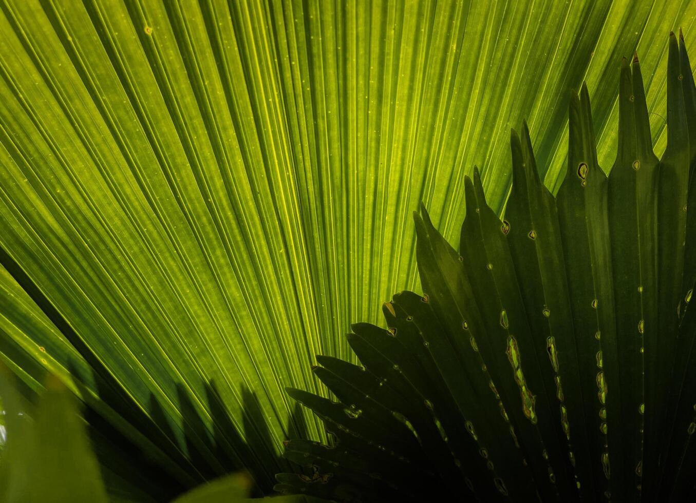 Close up pattern of palm leaf in green leaf background texture concept photo