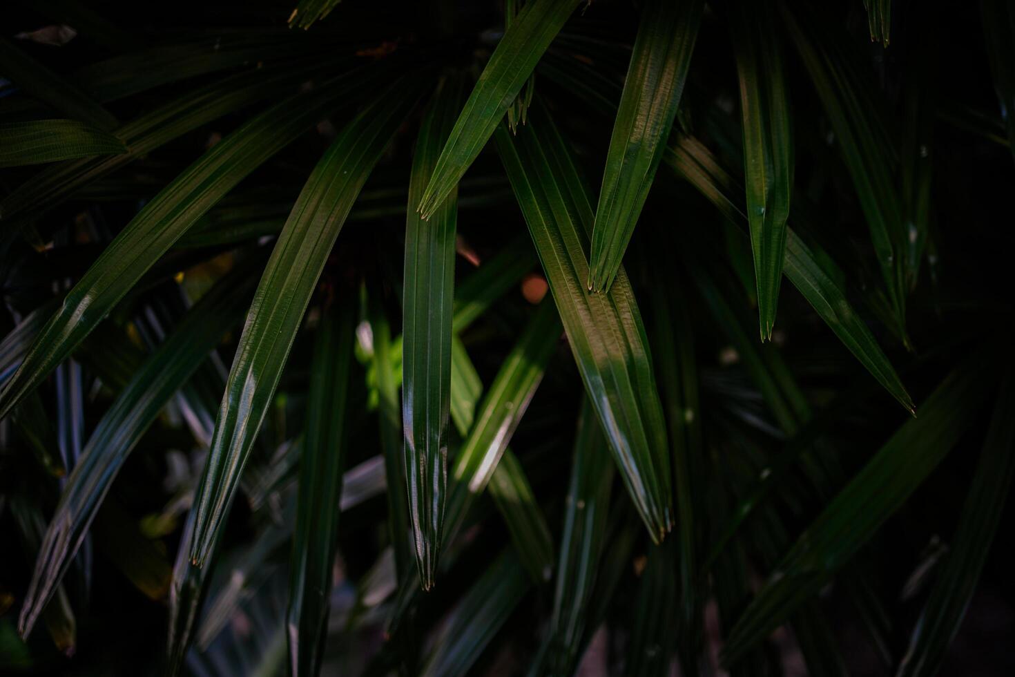Dark green leave texture for background,Leave texture Background. photo