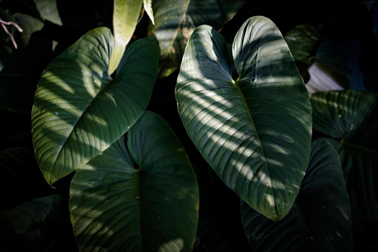 Dark green leave texture for background,Leave texture Background. photo