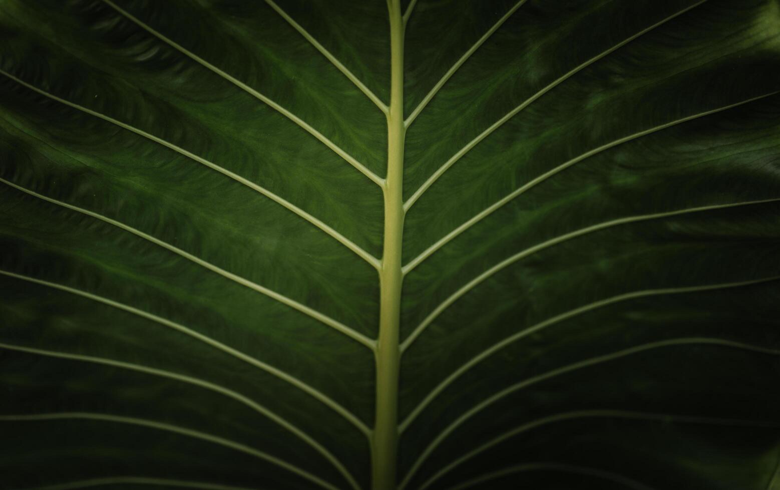 Dark green leave texture for background,Leave texture Background. photo