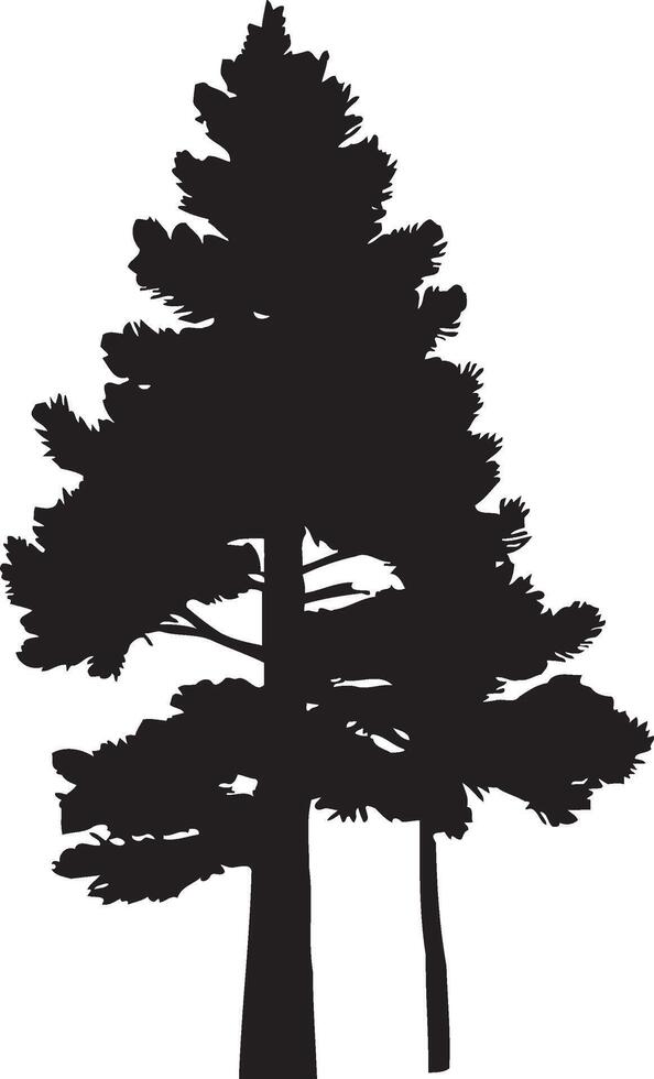 Evergreen pine tree branch . Conifer tree silhouettes on the white background Collection vector