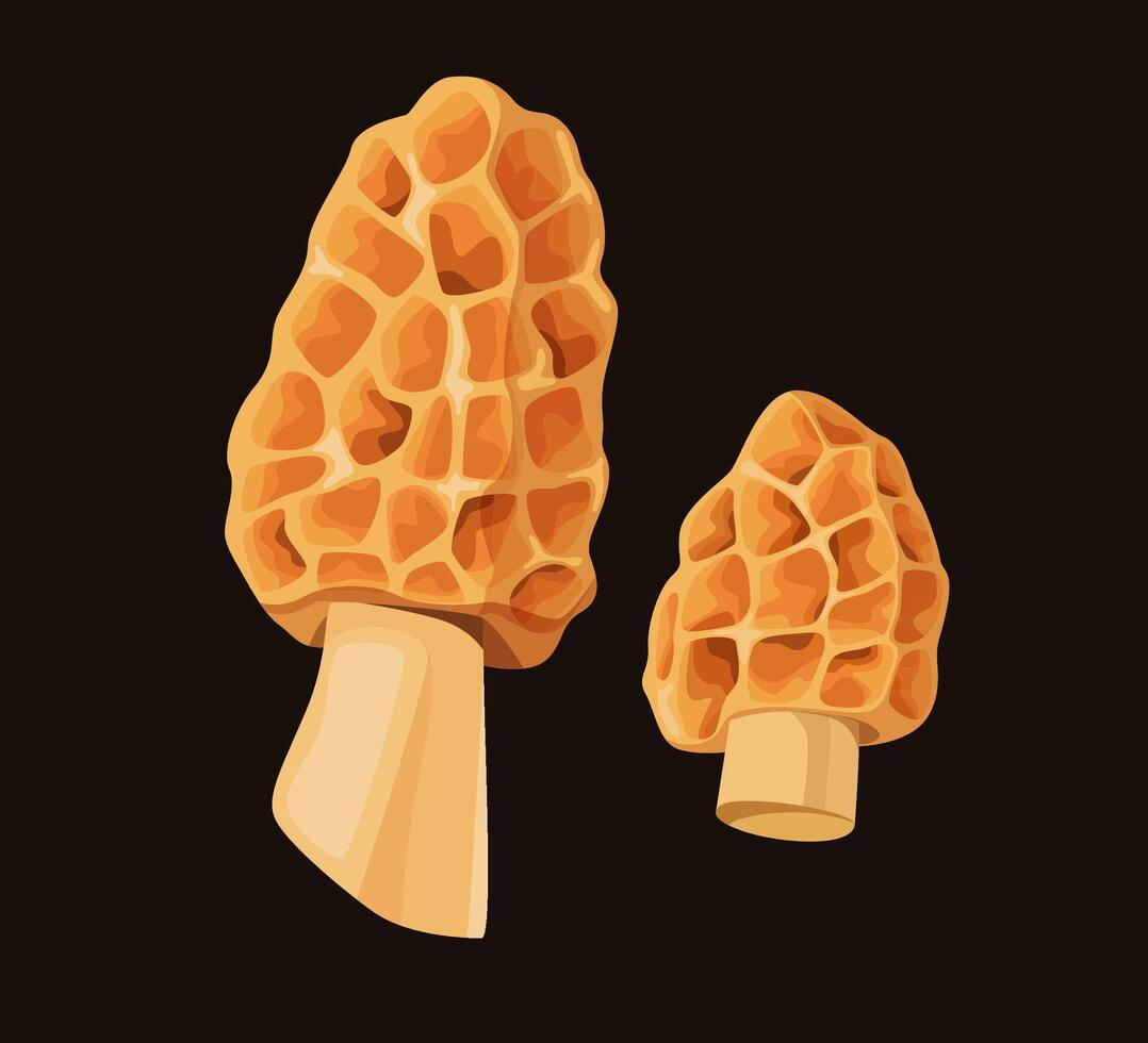 Illustration of Orange Morel Mushrooms vector