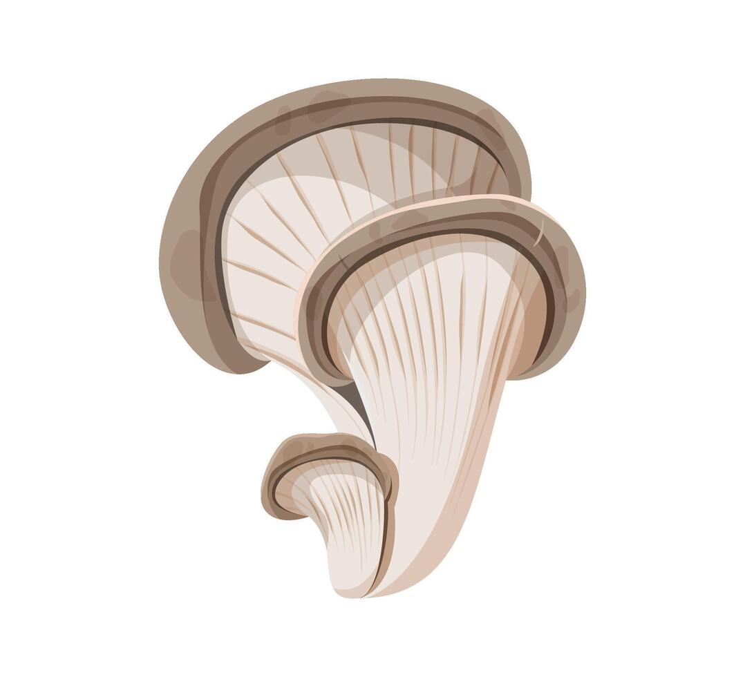 Illustration of Fresh Oyster Mushrooms vector