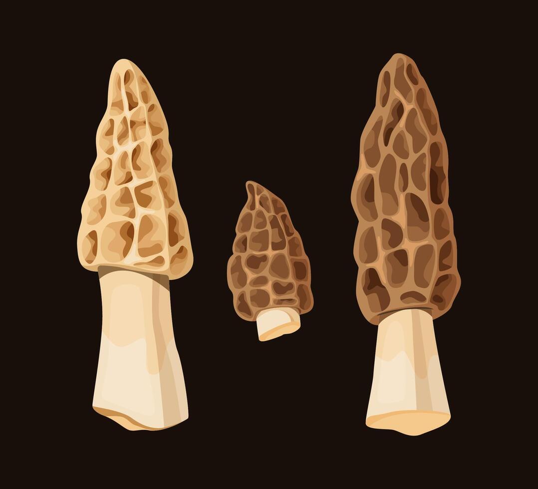 Illustration of Morel Mushrooms on Black vector