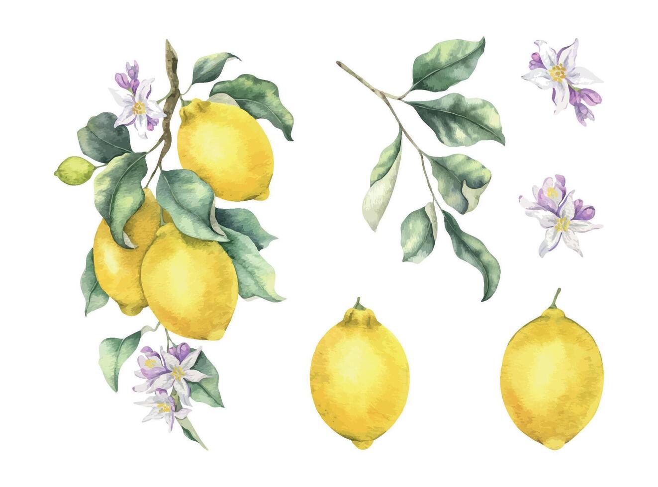 Set of lemon branch, fruits, leaves, flowers. Isolated hand drawn watercolor collection illustrations. Botanical elements for menu, Packaging of goods, wedding cards vector