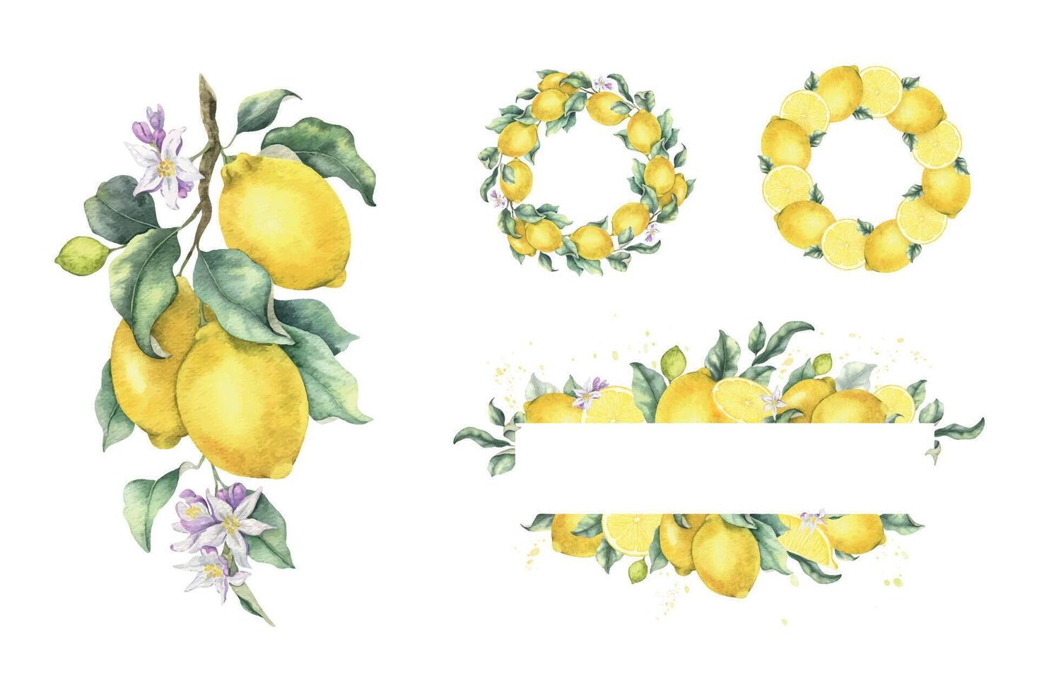 Lemon fruits, branch, flowers and leaves. Set of Isolated watercolor design. Wreaths, compositions and frames of Tropical citrus fruits. Template for interior, package, cosmetic, cards vector