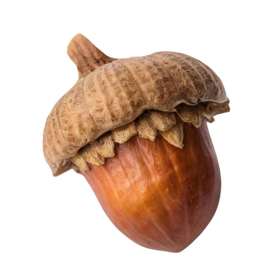 An acorn isolated on a transparent background png