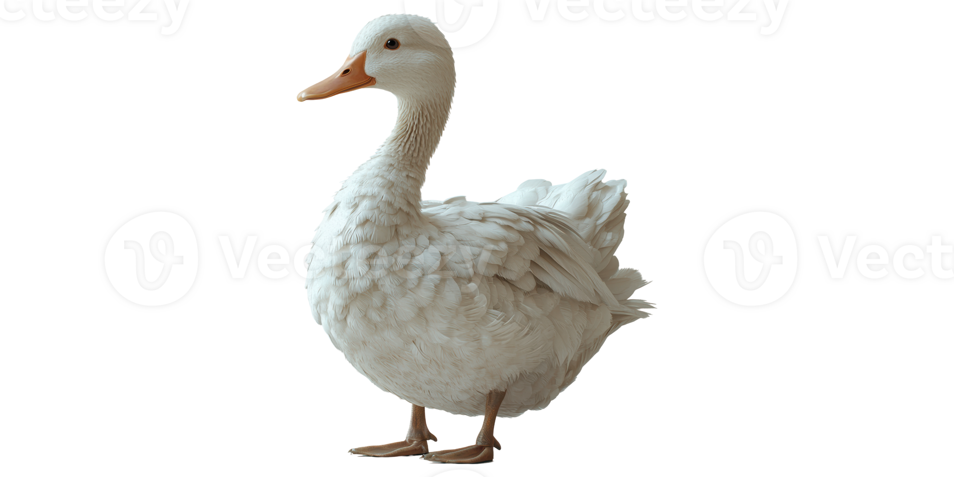 White duck isolated on transparent background. png