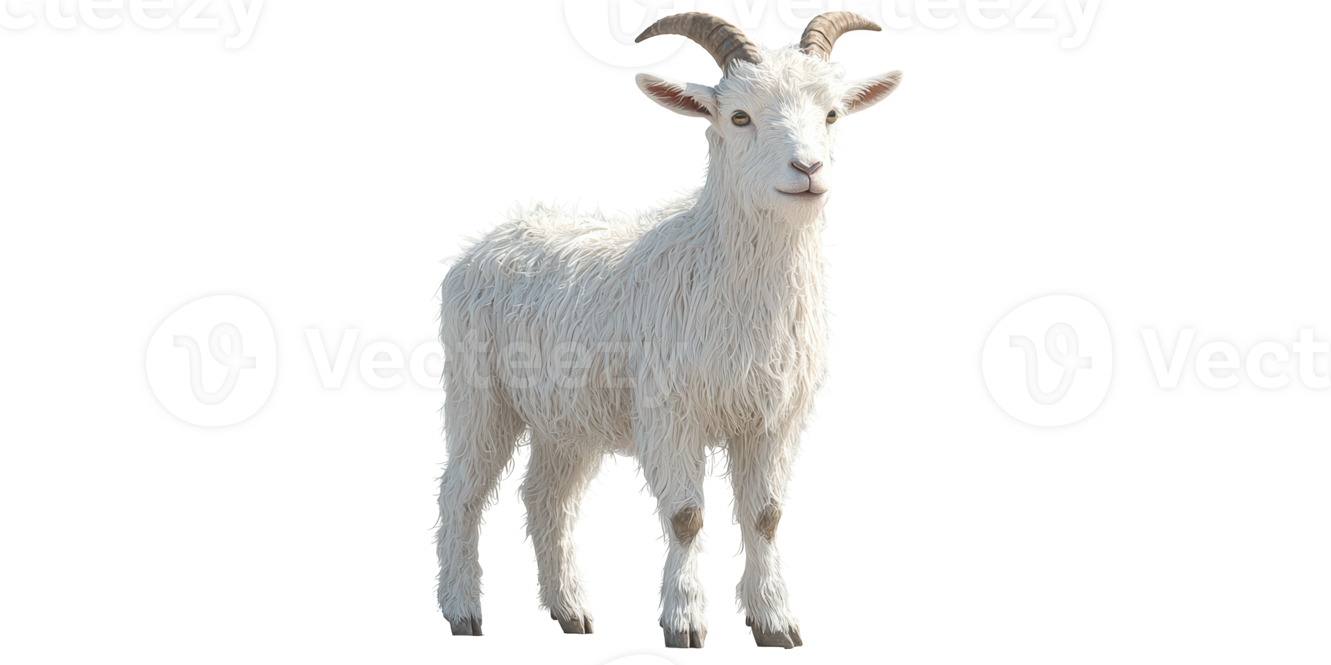 White goat isolated on transparent background. png