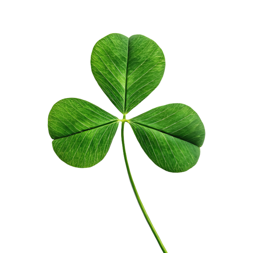 green three leaf clover on white background symbolizes luck and nature png