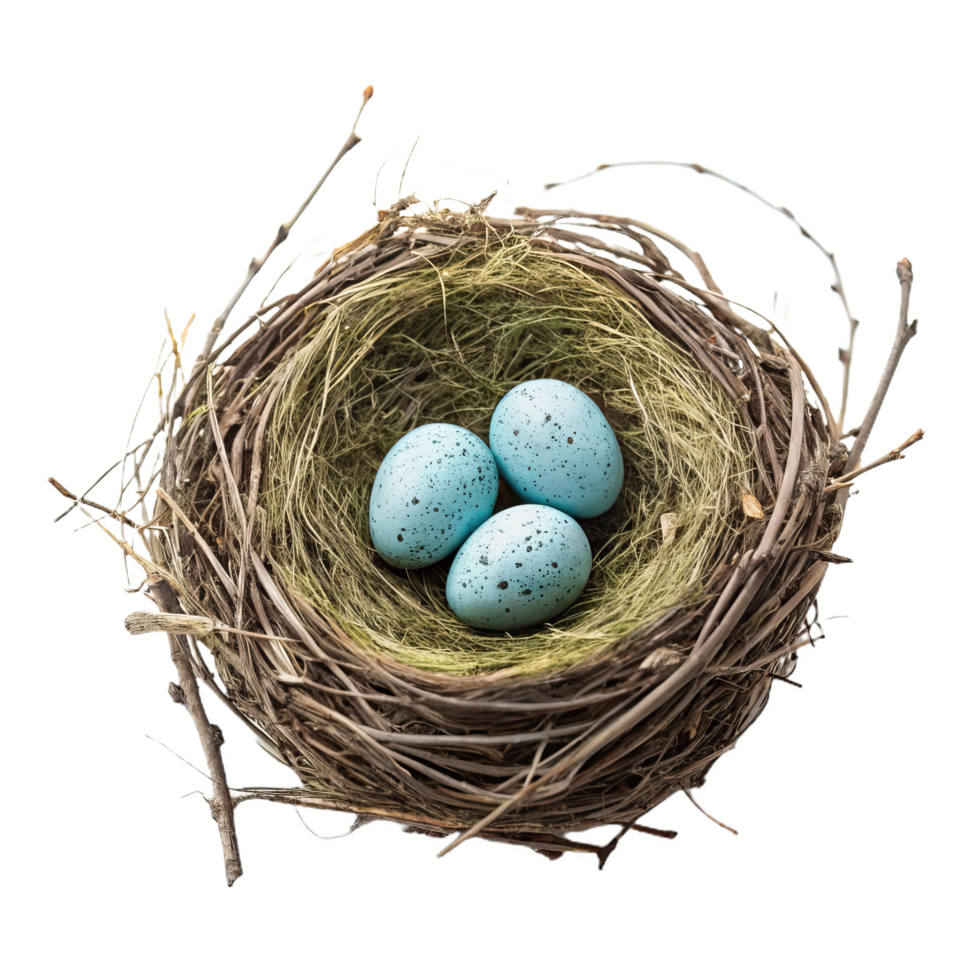 bird nest with three blue speckled eggs on white background png