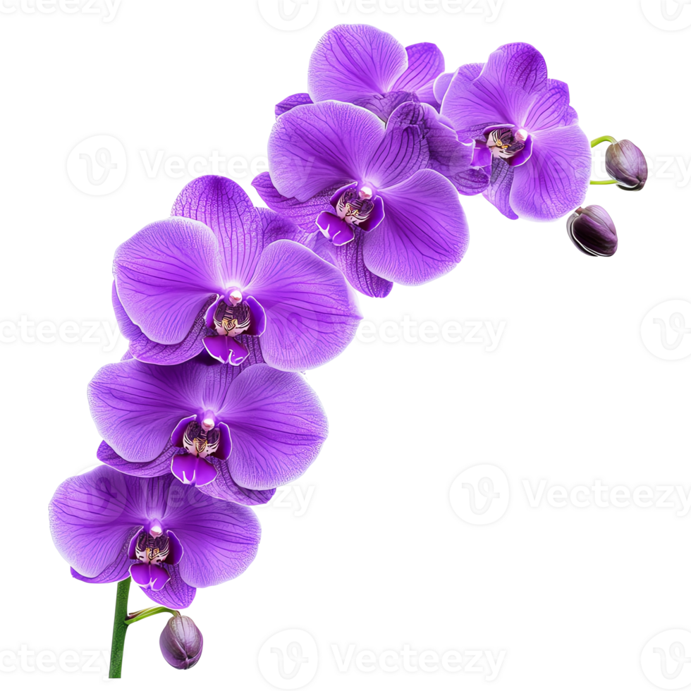 Purple orchids on a isolate transparent background png