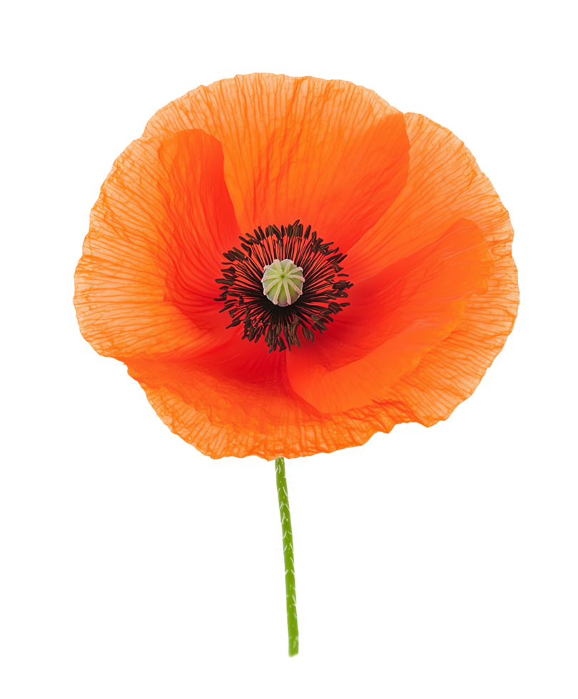 A single orange poppy is shown against a isolate transparent background png