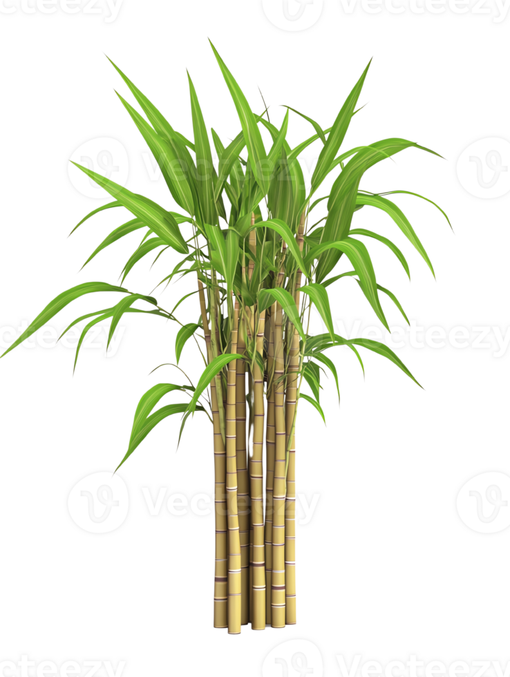 A plant with green leaves on isolate transparent background png