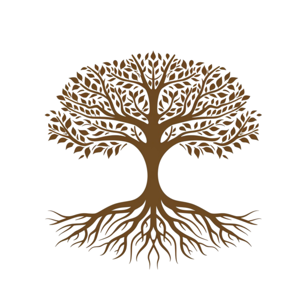Top View Of A Tree With Shadow png