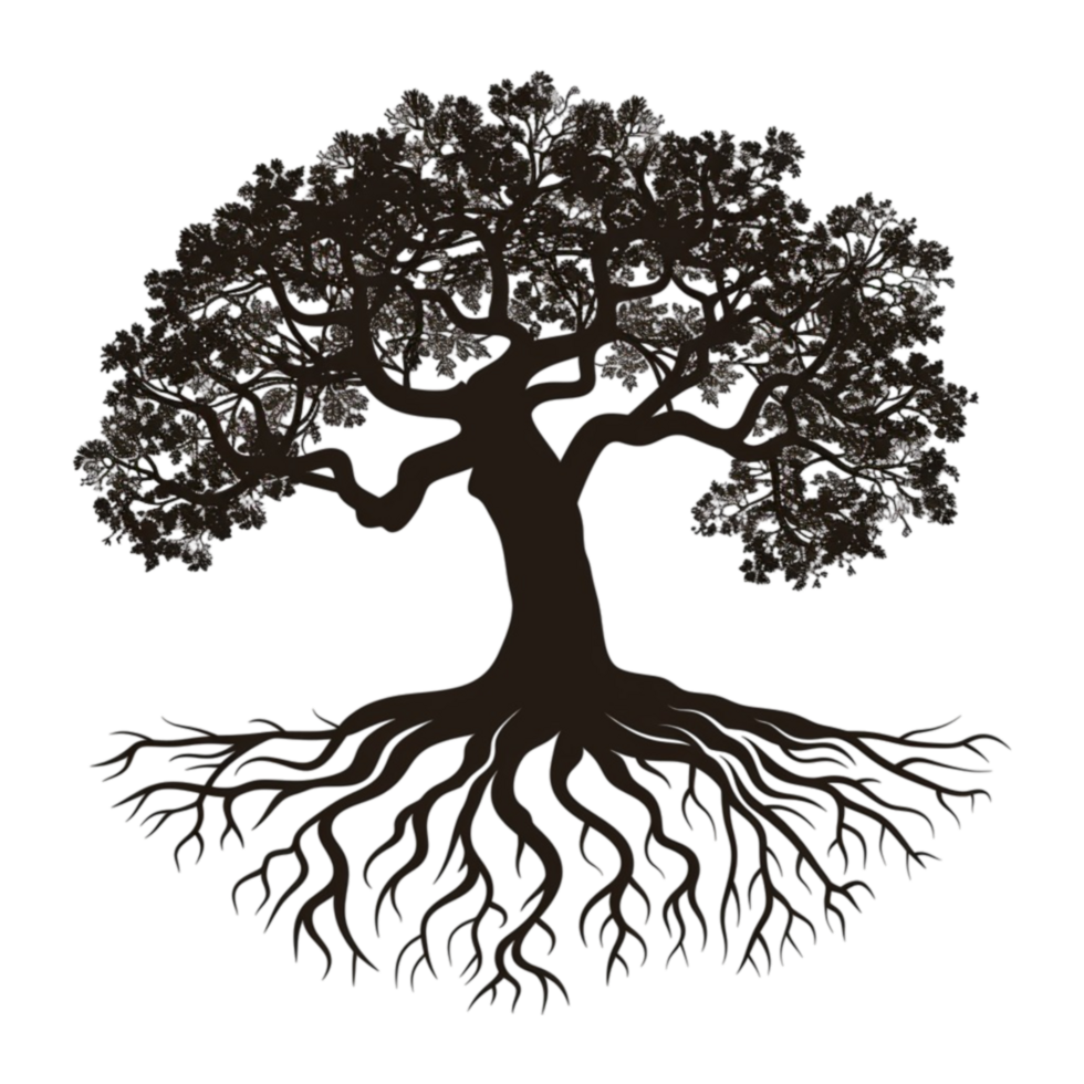 Tree With A Shadow Under It Top View png