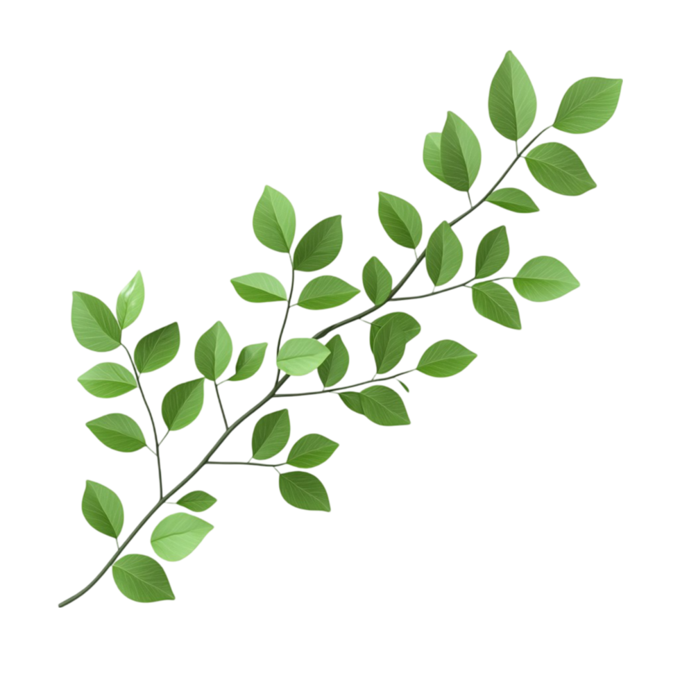 Fresh Green Murraya Leaves png