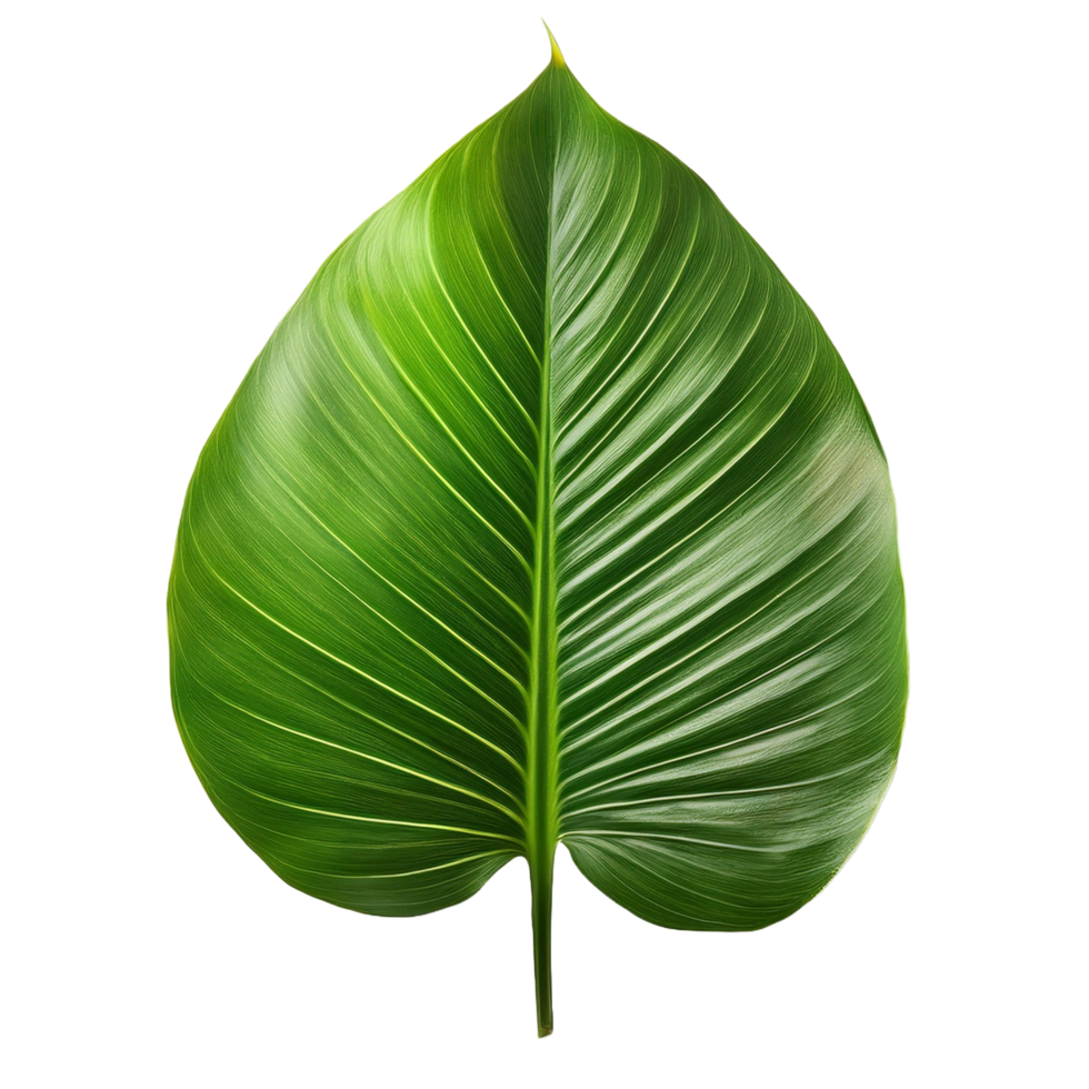 Green leaf plant element png