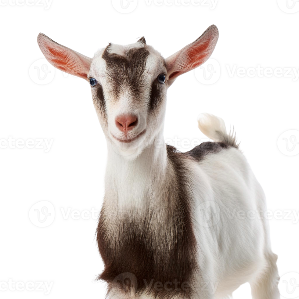 funny goat, full body, while looking at camera isolated background png