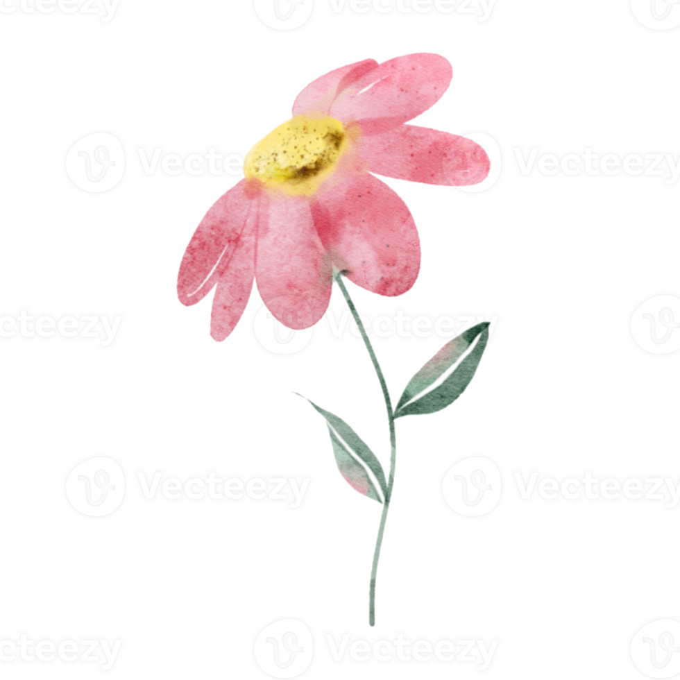 Aquarell Rosa wild Blume Illustration png
