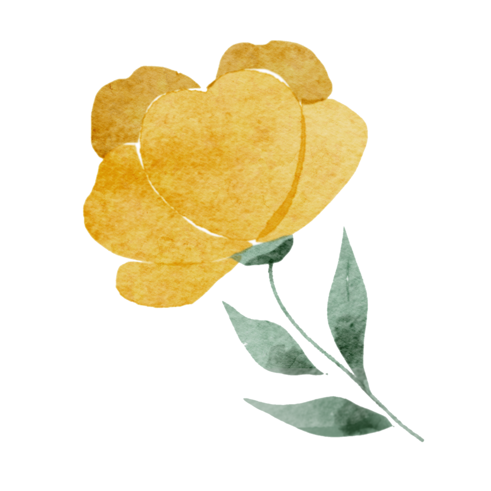 Watercolor yellow wild flower illustration png