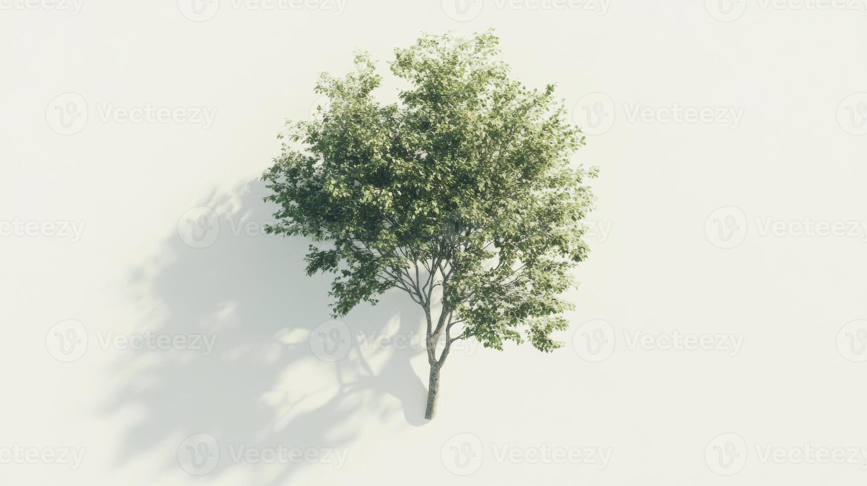 hyper realistic isometric view of tree showcasing vibrant green leaves and intricate branches, casting soft shadow on light background photo