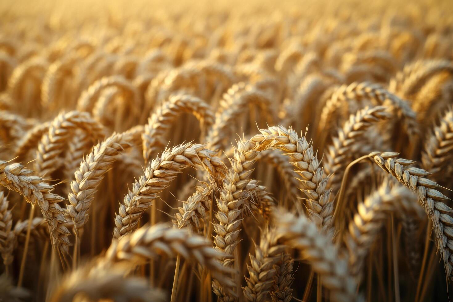 Golden wheat field swaying gently in breeze, showcasing nature beauty and abundance. warm sunlight enhances rich textures and colors of crops photo