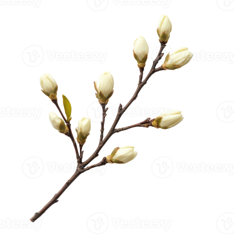 Delicate magnolia buds on a branch against a light backdrop png