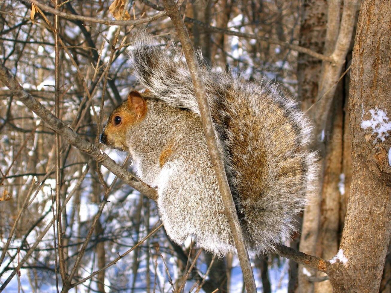 Squirrel resting among tree branches and twigs photo